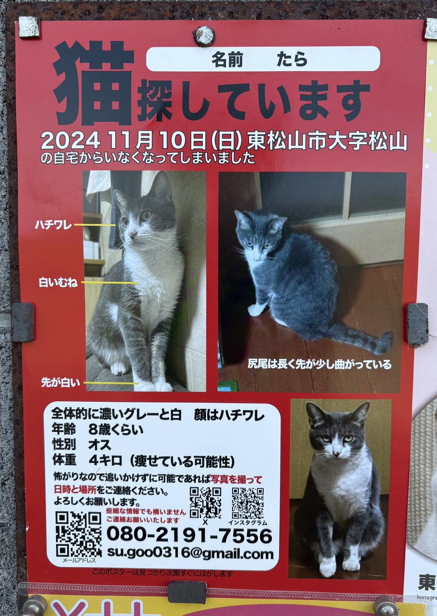r_eguchi's tweet photo. ポスター等張り替えました。
「猫探してますポスター」は北側にも追加です。
早く見つかってくれるといいですね。

シェア大歓迎です https://t.co/yvQABNuxjx