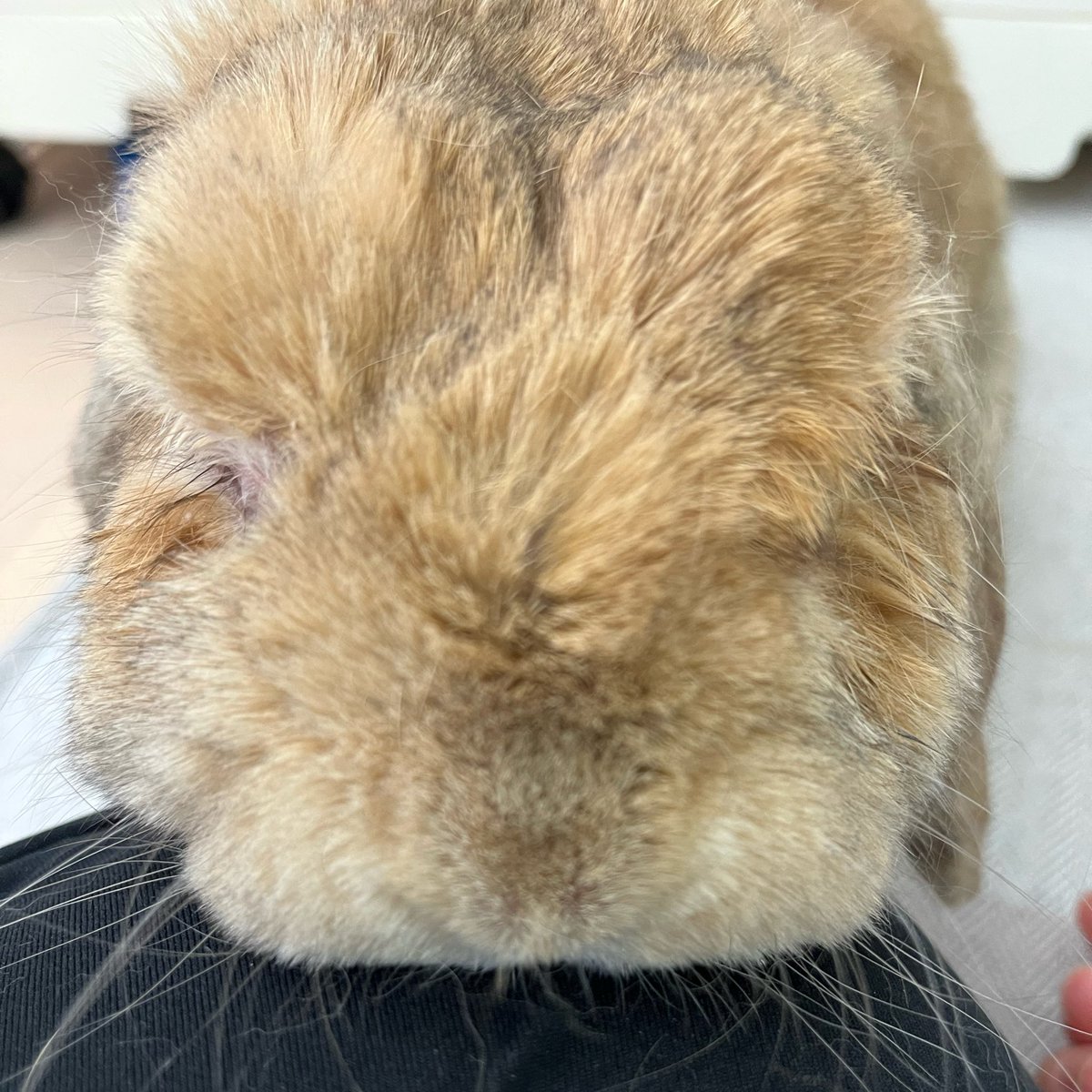 カナ tweet media