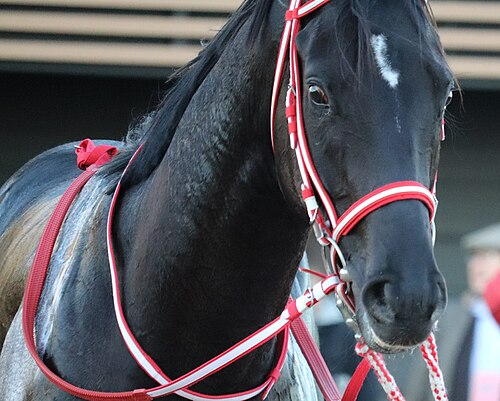 競馬インフォメーションクラブ(個人で運営) tweet media