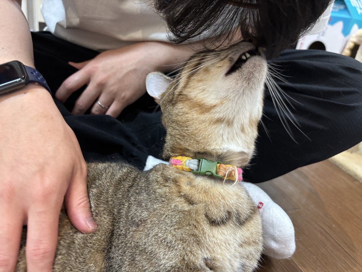 にゃー坂 tweet media
