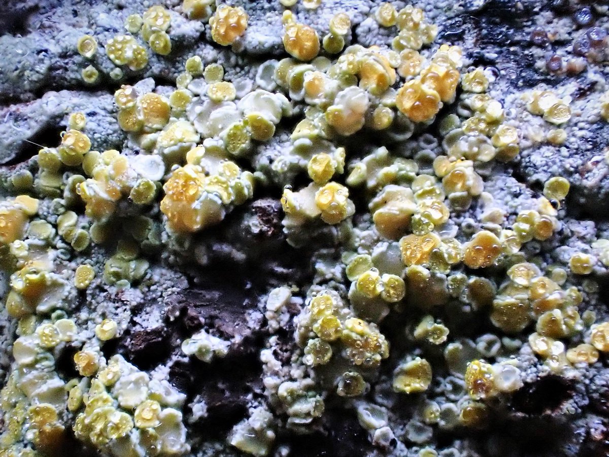 MossTrails's tweet photo. Good night!🌛🌿#sundayyellow #lichen #地衣類 https://t.co/8fNy35SnyW