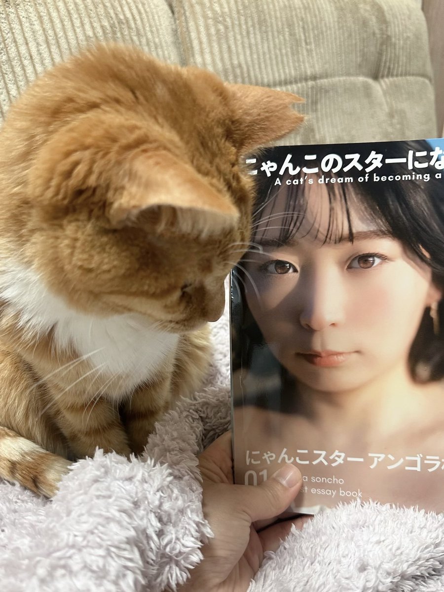 にゃんこスター アンゴラ村長 tweet media