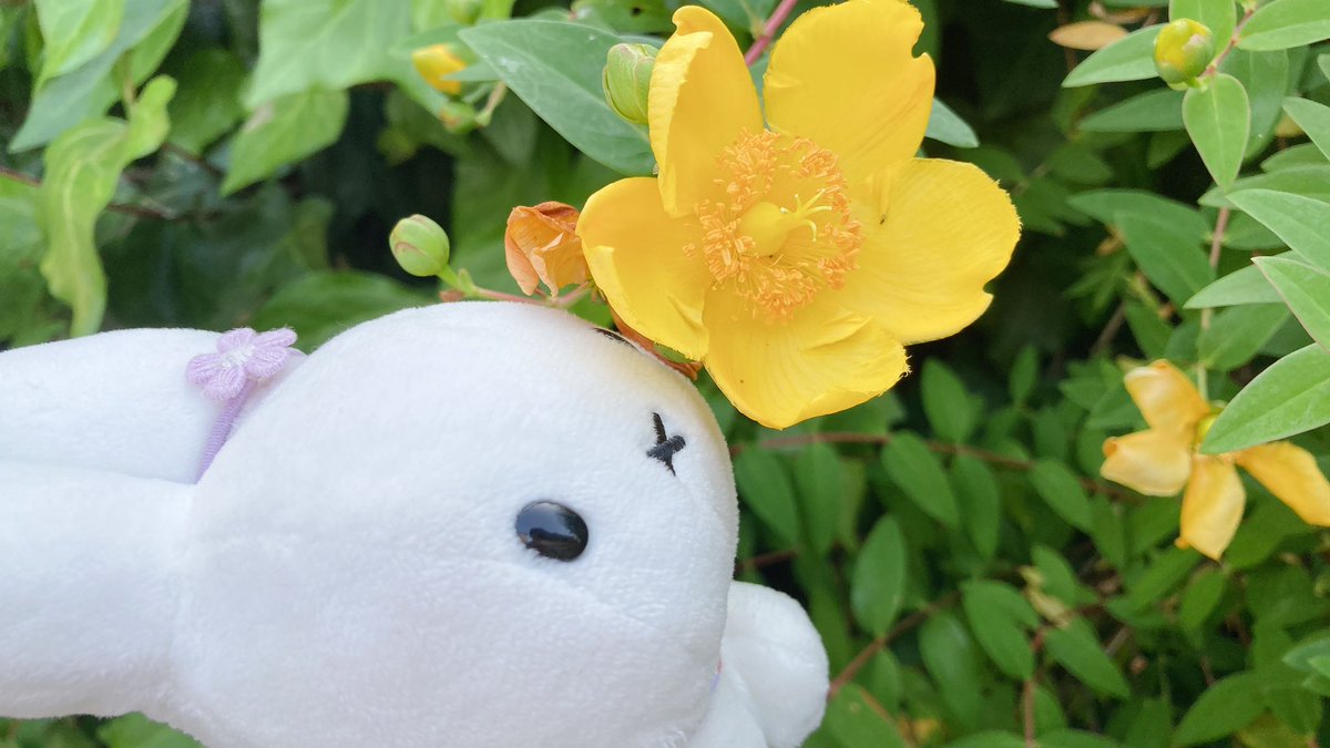 Post by みっふぃさんのおうち on X: おさんぽ🐰