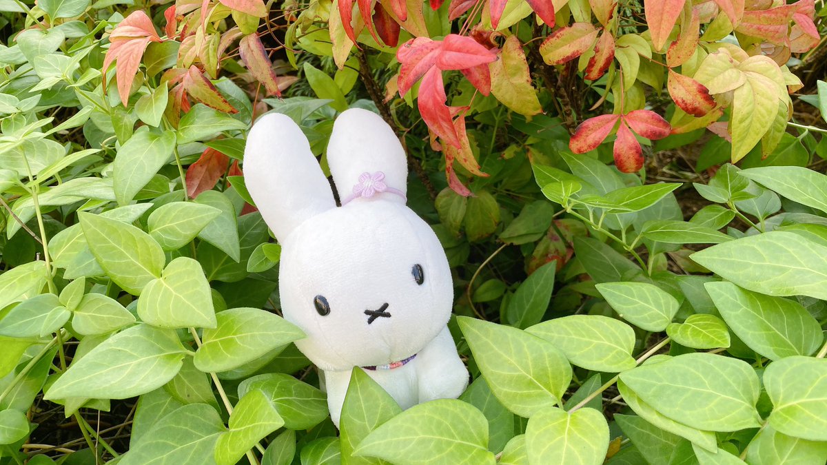 Post by みっふぃさんのおうち on X: おさんぽ🐰