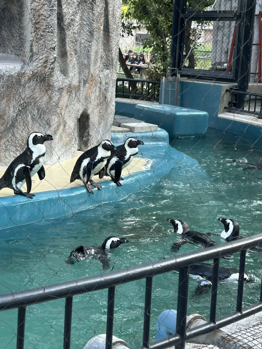 tomoe888's tweet photo. ペンギン🐧はいつ見ても可愛い❤️大好き！
これも撮ったのみなので描きたいな！皆さんと楽しく良い1日を過ごせました！ https://t.co/Yn1EClST5K