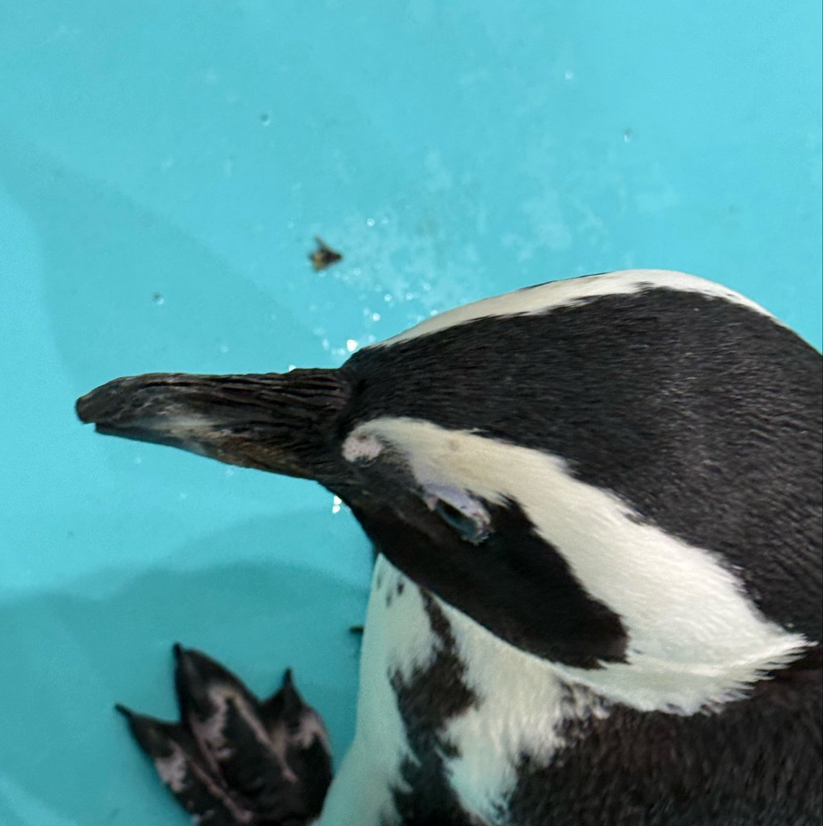 ペンギンカフェ テイル tweet media