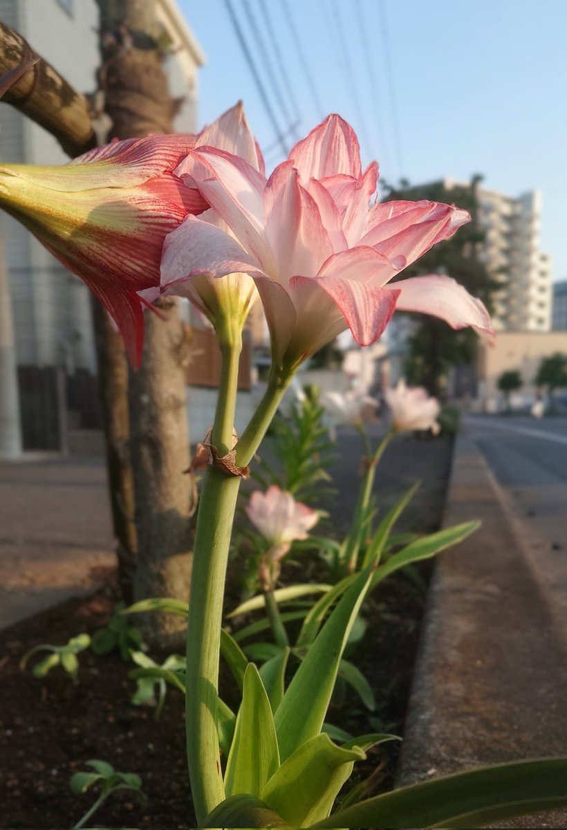 Kousuke197606's tweet photo. 夕陽に映えてきれいでした https://t.co/8Yopf3oqmD