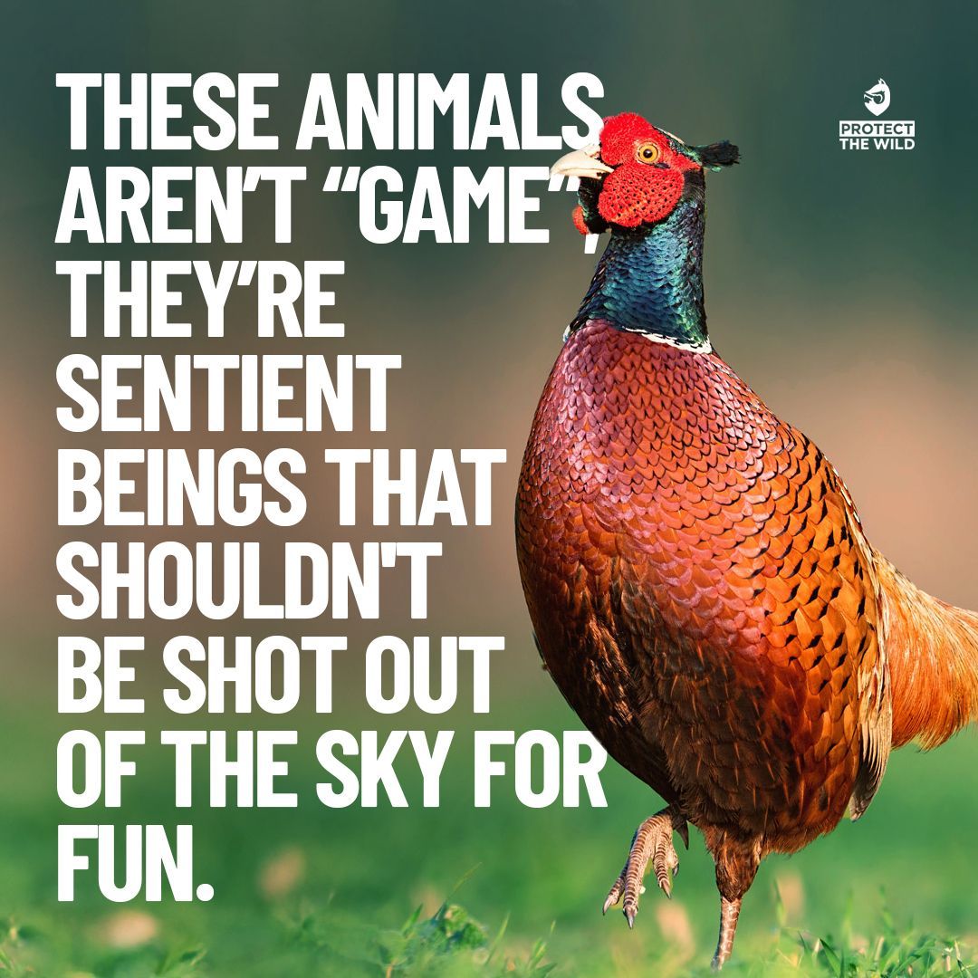 End Bird Shooting tweet media