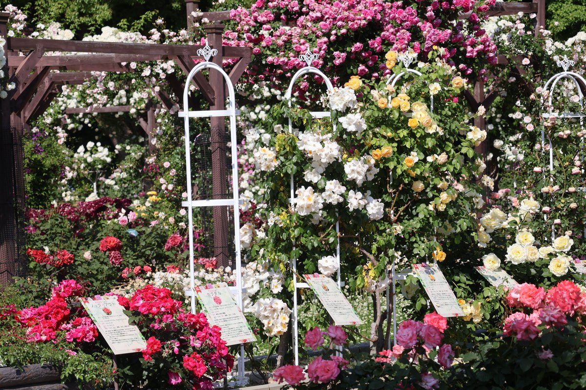 長居植物園 tweet media