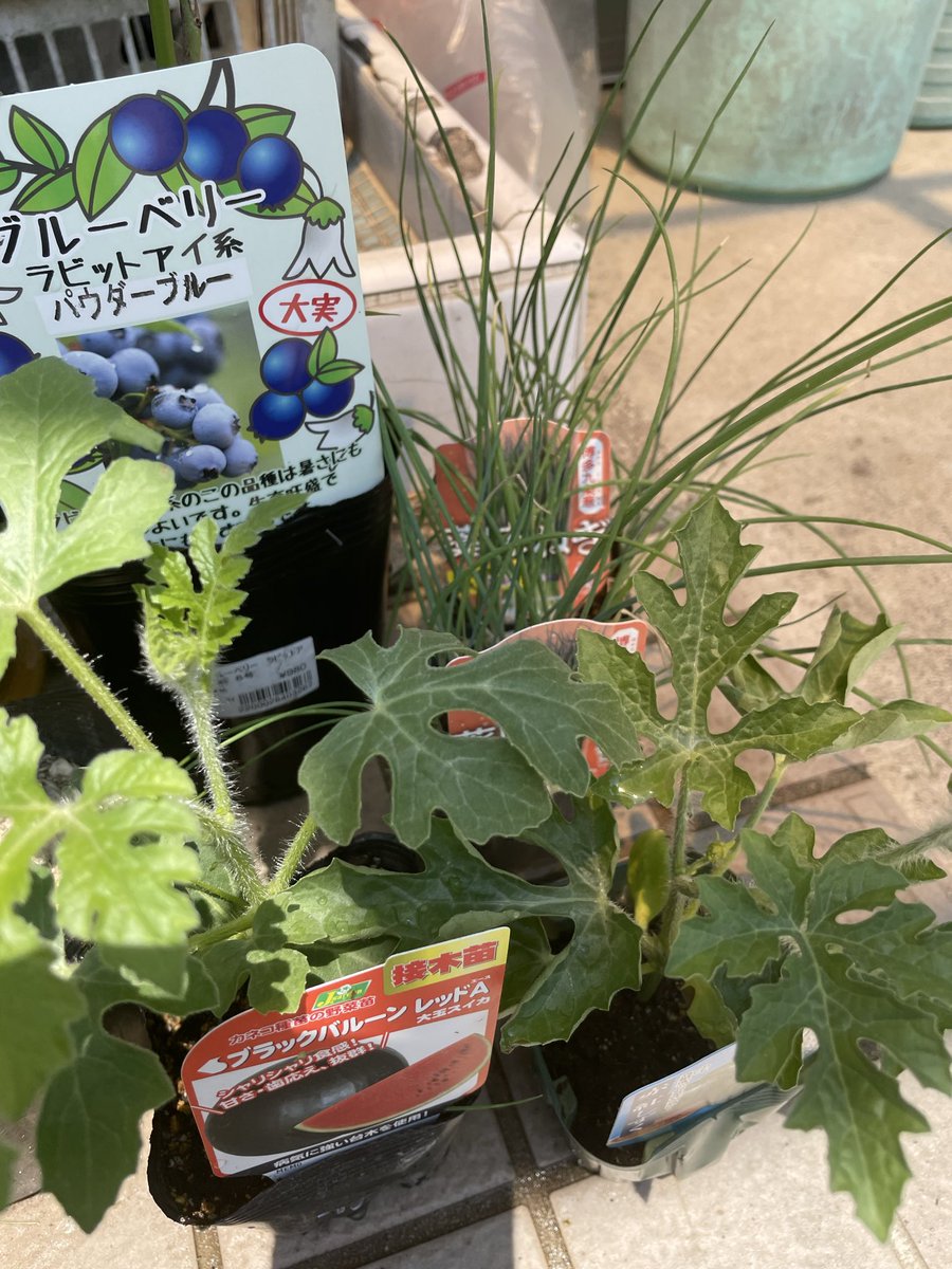 Affection1231's tweet photo. 花より食
薬味ネギ、プチトマト、ズッキーニ、スイカ、ブルーベリー
収穫出来るといいなぁ😄 https://t.co/KdfbXGpDcd
