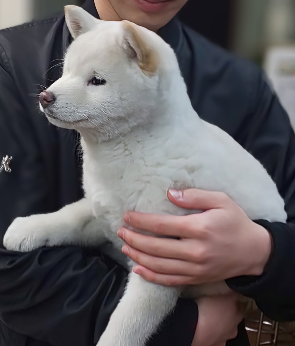 柴犬専門!海田犬舎(日本犬保存会) tweet media