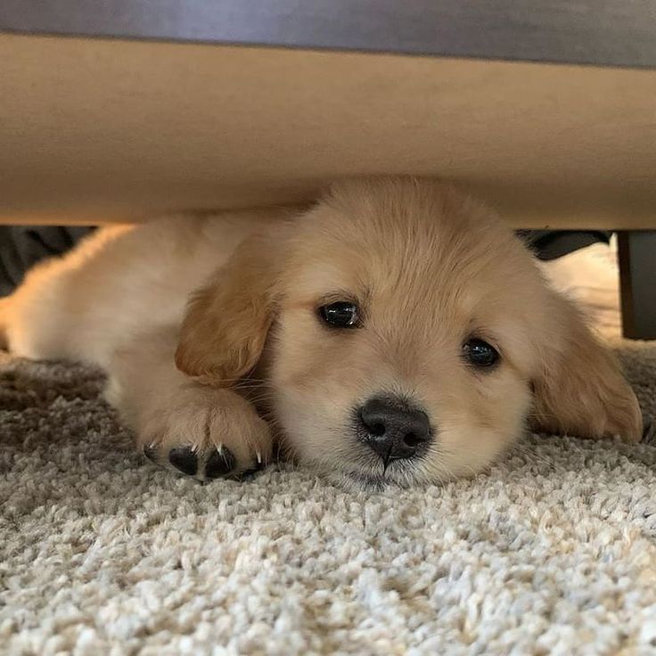 Doglover tweet media