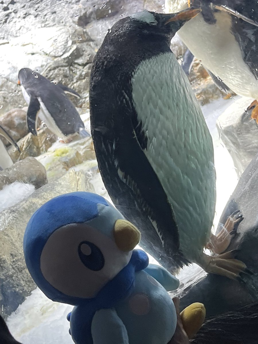 ruuna0220's tweet photo. 🐧 https://t.co/rKcqF3lKFx