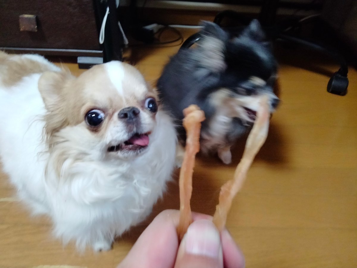 えちごやとちわわ tweet media
