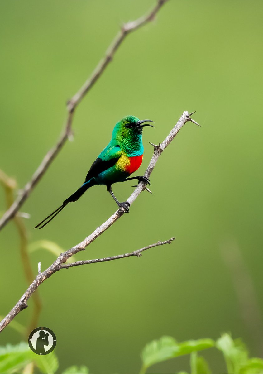 Birdwatching with Marto Wanjohi tweet media