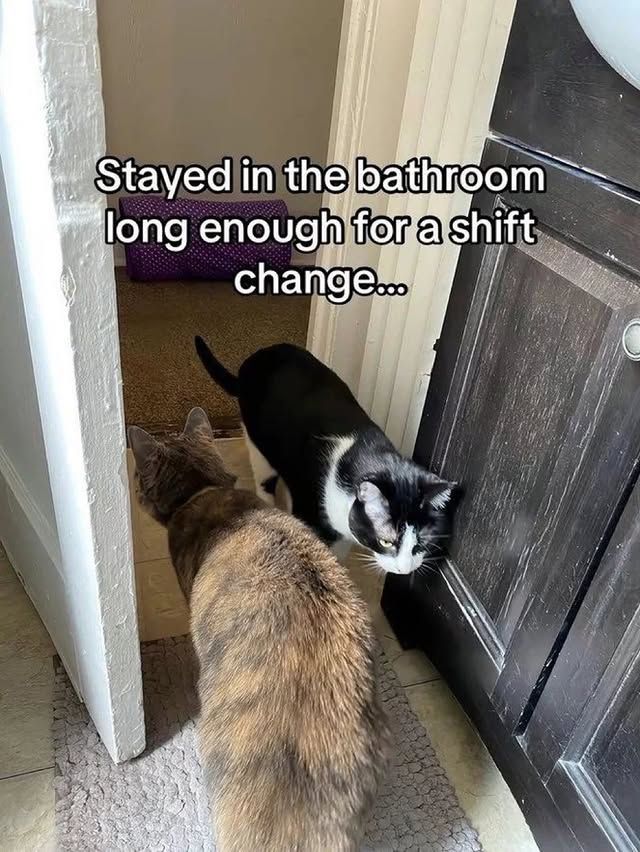 Cool Cat Society tweet media