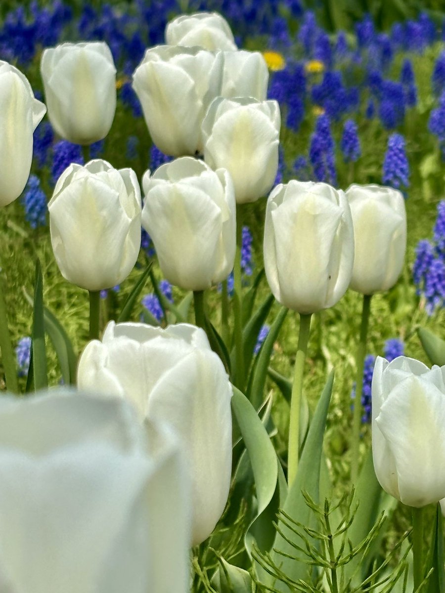 チューリップ🌷 白いチューリップ #私の_世界に一つだけの花 #SMAP