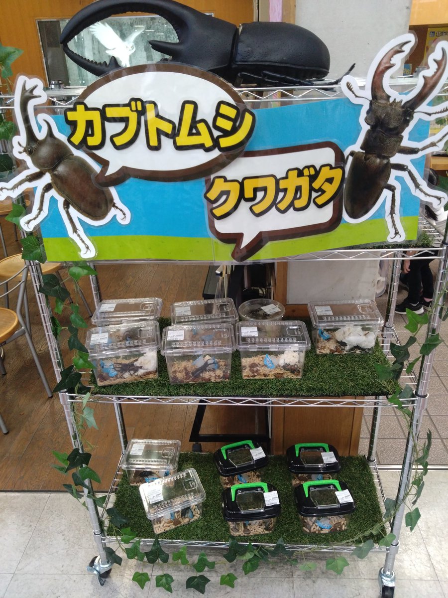 ROSSANA【平和倶楽部】 tweet media