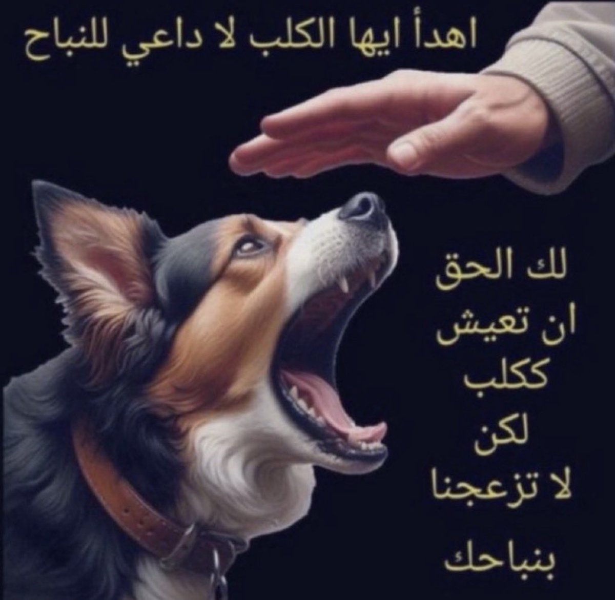 راجح السلولي tweet media