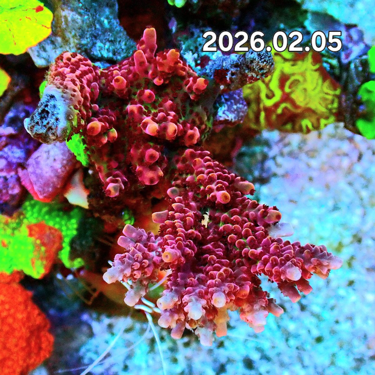 KYOUYA CORALS (@kyouya_Coral) / Posts / X