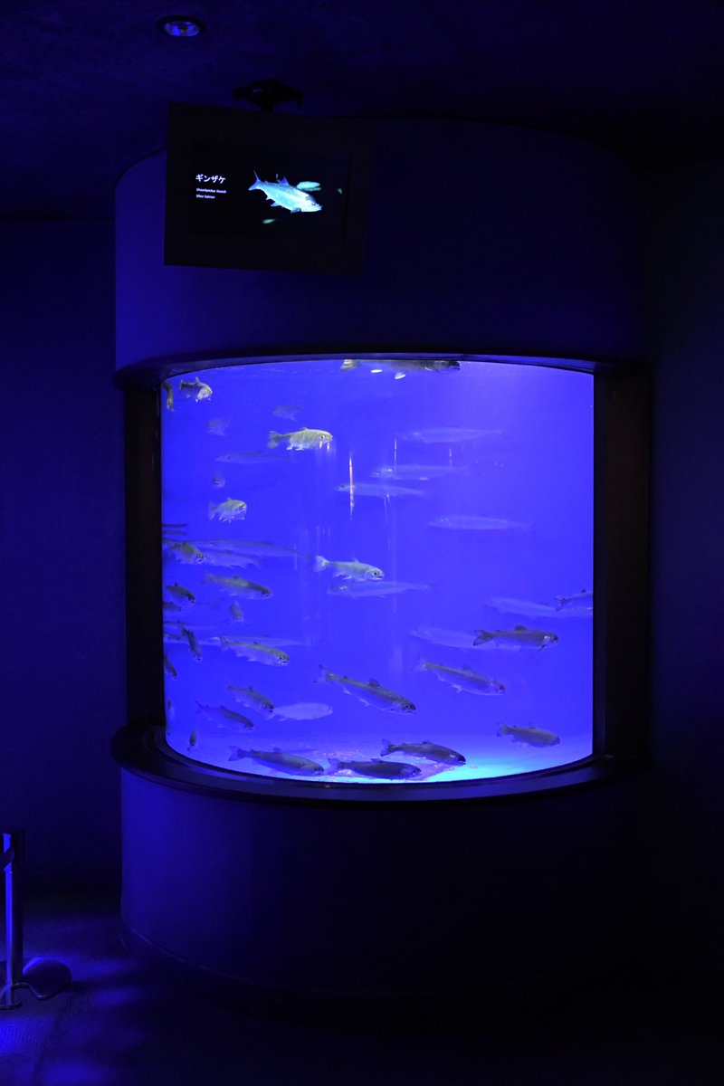 urastypes's tweet photo. #おひとりさまナイト水族館
良い時間だった
D7500は意外と暗所イケるって事が分かった https://t.co/I0H7aaC0gg