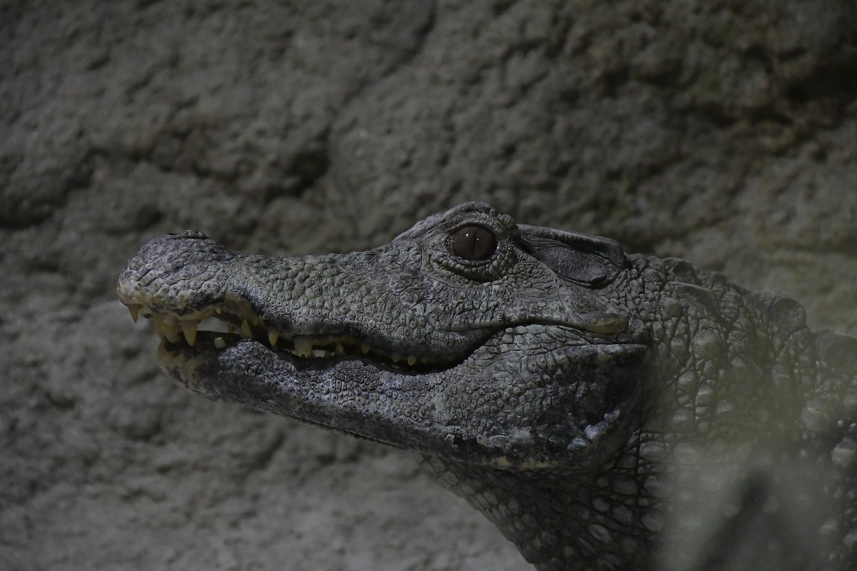 urastypes's tweet photo. #おひとりさまナイト水族館
良い時間だった
D7500は意外と暗所イケるって事が分かった https://t.co/I0H7aaC0gg
