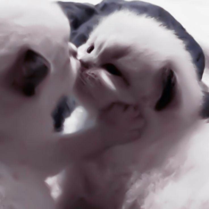 cats 🐈 tweet media