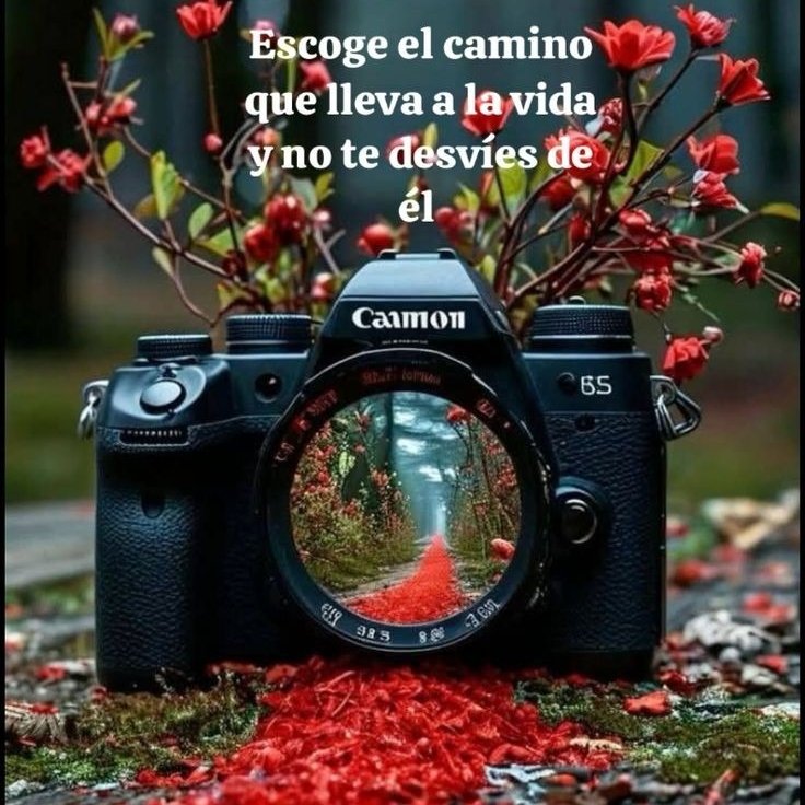 Veronica A. de Miller 🌷 tweet media
