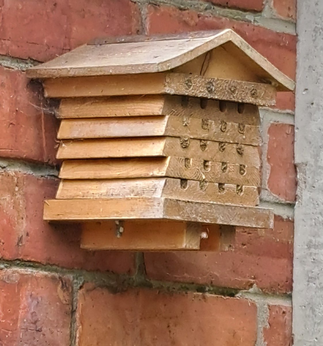 bosworth_alison's tweet photo. 🐝 all sealed and nurturing next year's bees, hopefully. Been fascinating to watch the process 🐝

#Bees 
#SaveOurBees
#Nature https://t.co/mCizEaa9Kr