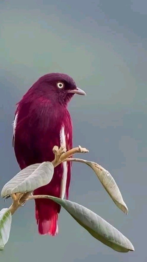 Bella tweet media
