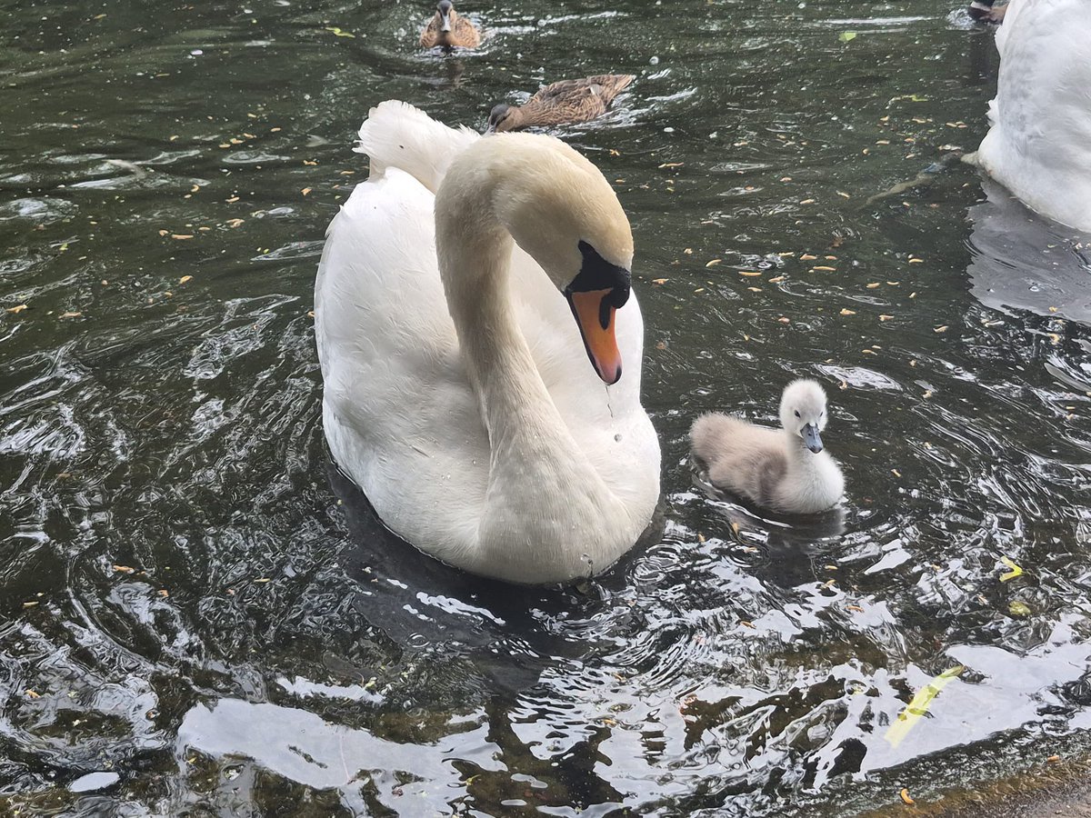ILoveSeftonPark's tweet photo. There is still fishing in unpermitted areas in Sefton Park, next to the wildlife island. 

The 6 day old cygnet has not been seen for 2 days &amp; we are concerned.

Please report any fishing past the lake barrier to park security 0151 351 1999 or to Merseyside Police.

Pls RT https://t.co/ah3GprMDnR