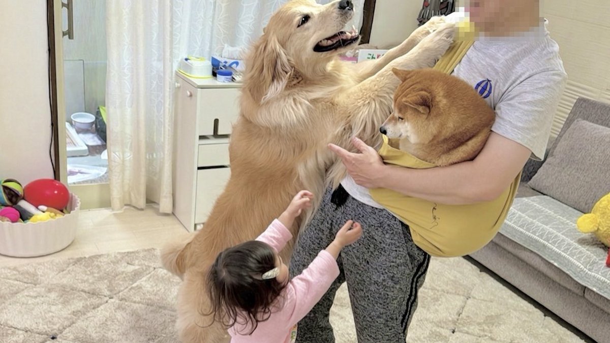 豆柴が抱っこされているのを見て赤ちゃん返りしちゃうゴールデン