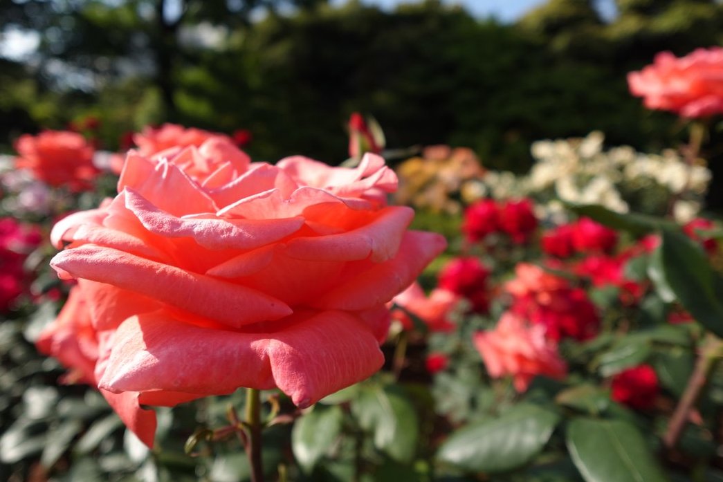 旧古河庭園 tweet media