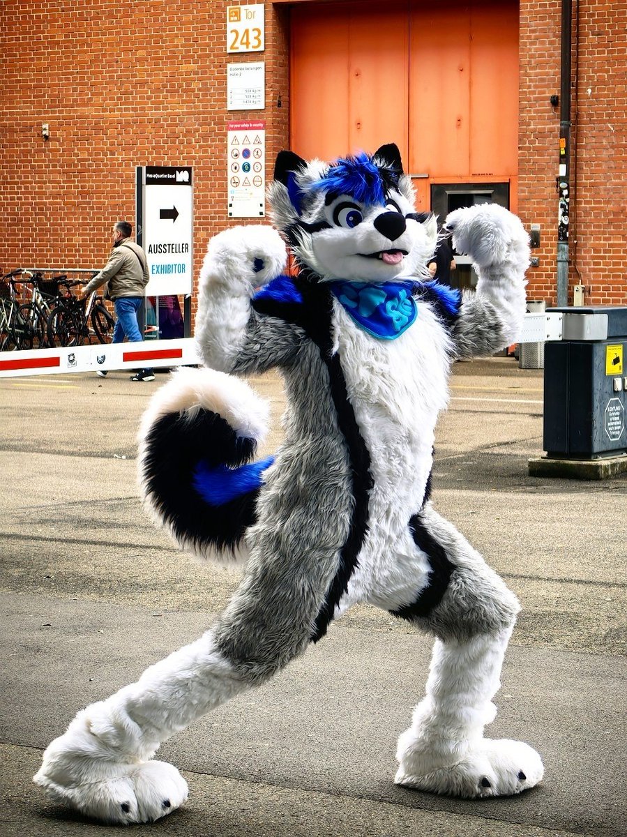 Shilo_husky's tweet photo. Warning: do not pet the husky after chest day. He may flex instinctively. πΊπͺ
πΈ by @kikofy
π#FantasyBasel https://t.co/WeItPz46nM