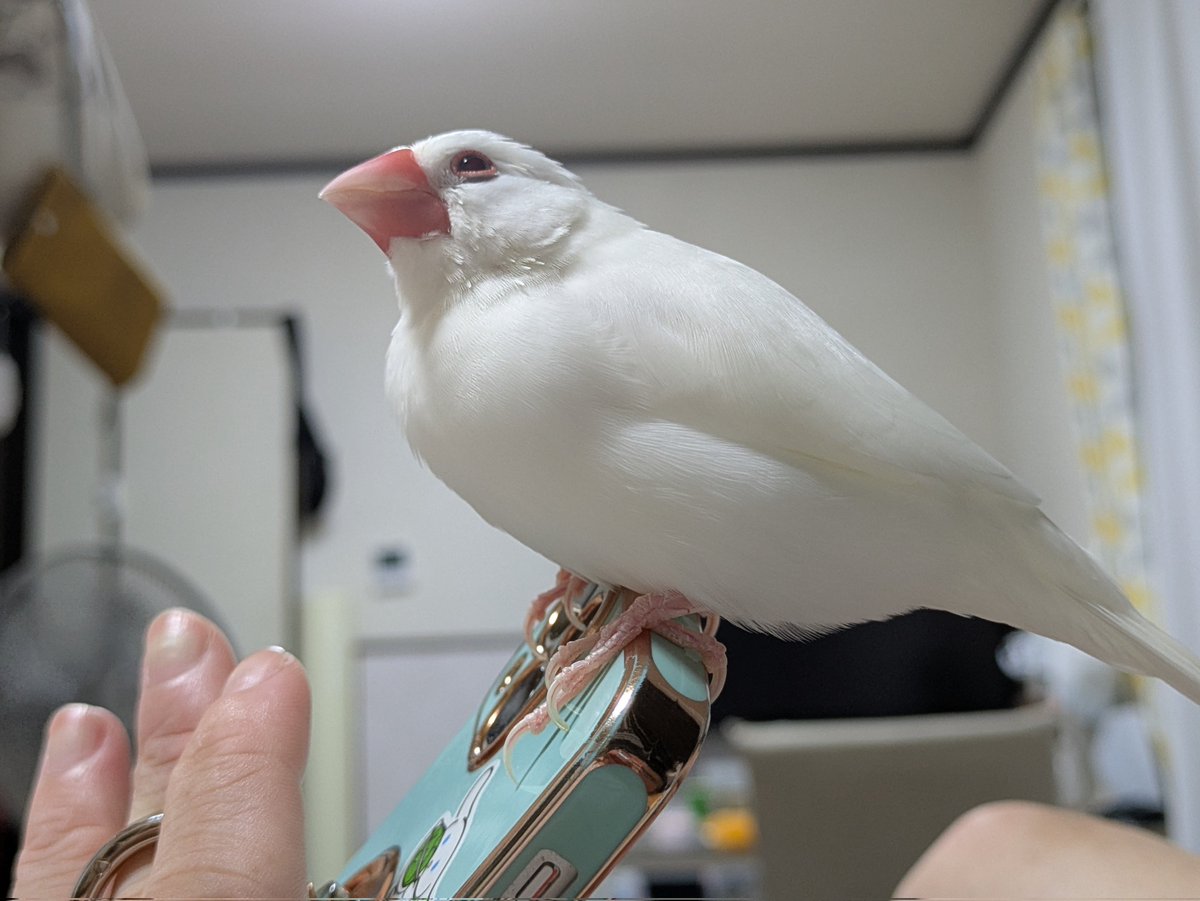 XL文鳥 (@XLBunchou) / Posts / X
