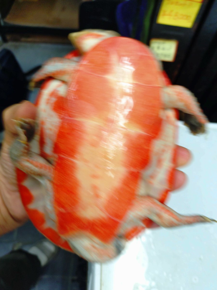 aqua__first's tweet photo. ニシキマゲクビガメ、アダルト♂飼い込個体。やや尾切れ　　#ニシキマゲクビガメアダルト　#アクアファースト仙台 https://t.co/isPMuAt3ge