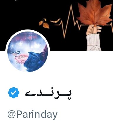 پـــرنــدے tweet media
