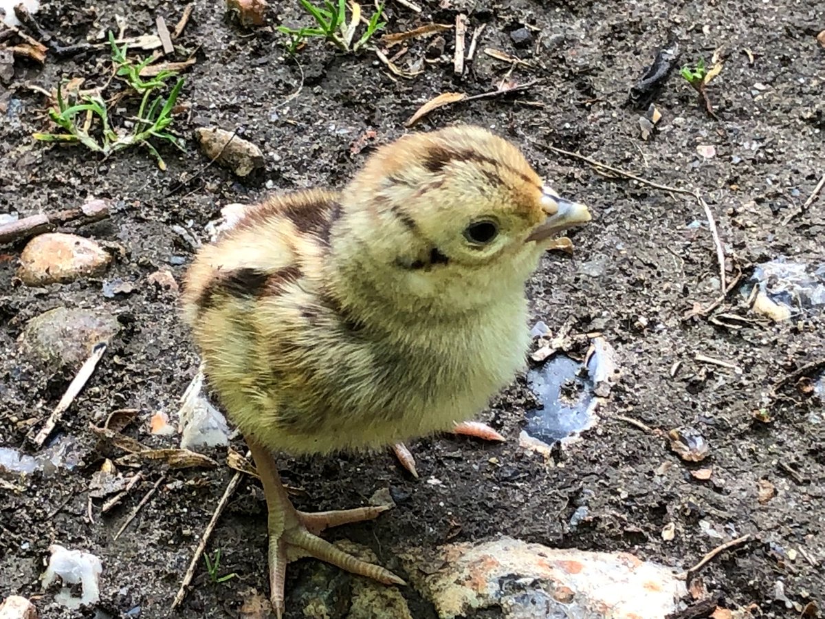 Anfileida's tweet photo. Don’t you just love wildlife 🥰🥰🥰 https://t.co/18ch0nkGhQ