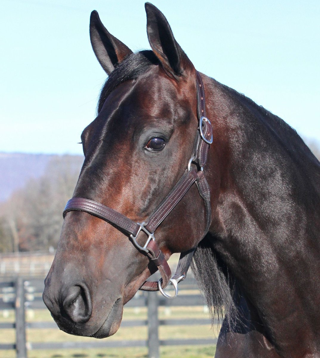 Blue Chip Farms tweet media