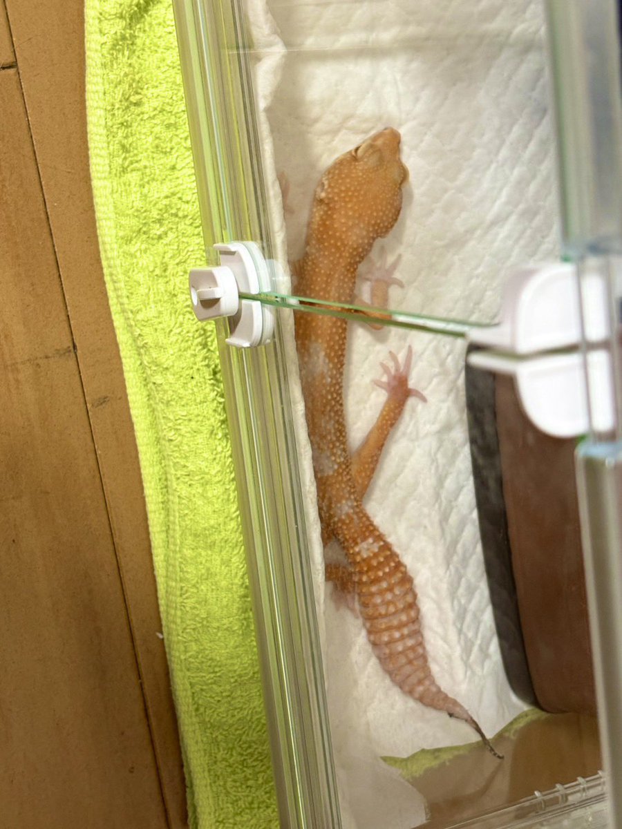 uchinoko_KAWAIN's tweet photo. うちの美脚王子 https://t.co/XIBLiUQftl