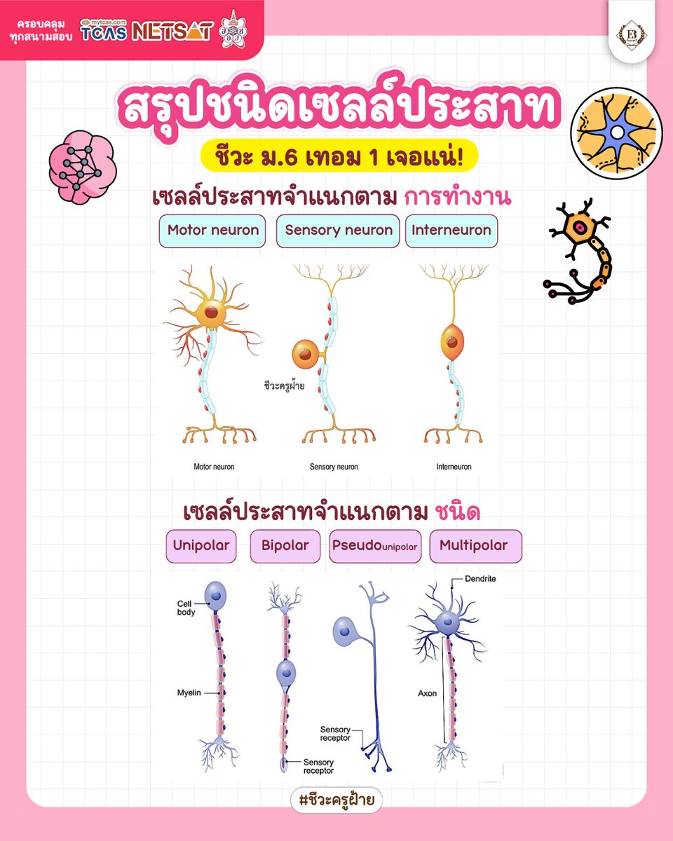 easybioKruFai's tweet photo. 🧠สรุปชนิดเซลล์ประสาท (ฉบับย่อยง่าย)
ม.6 เซฟเก็บไว้ทวน!

#ชีวะครูฝ้าย #dek70 #dek71 #dek72 #สรุปชีวะ https://t.co/fdIUJ6UuQk