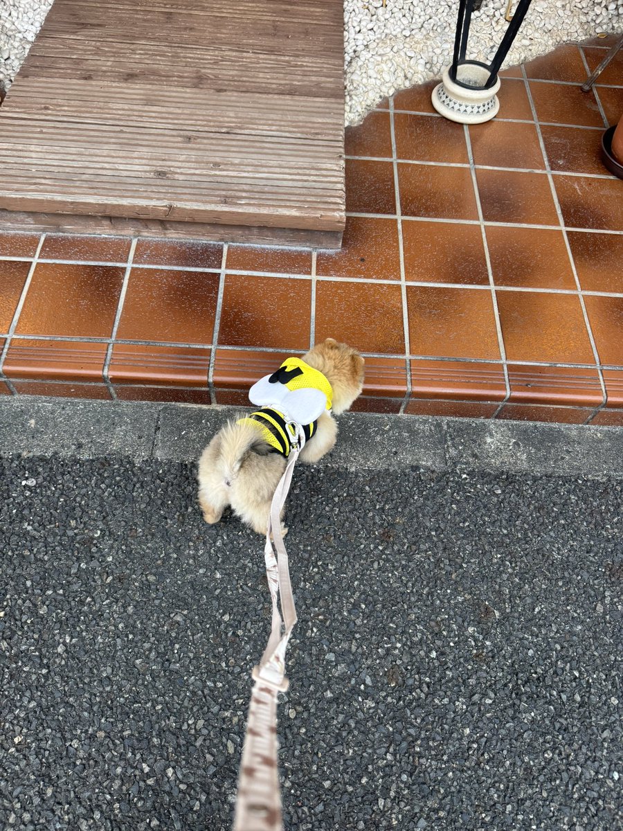 マオ tweet media