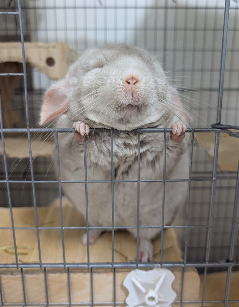 ぐう🐭れれ🐭まりお tweet media