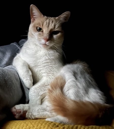 GeniusReFi's tweet photo. Keeping the "big cats" theme going this week. New Zealand synthetic biology startup Bontia Bio is creating sustainable, non-toxic, nature-based treatments for our furry friends. https://t.co/kCCau2ocdo https://t.co/5T7qRZp3Ky