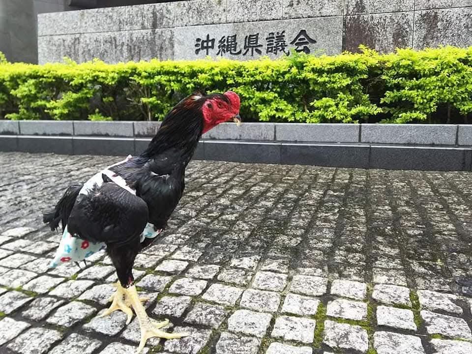 クックハウスokinawa~闘鶏で傷つき捨てられた鶏達の生きる場所~ tweet media