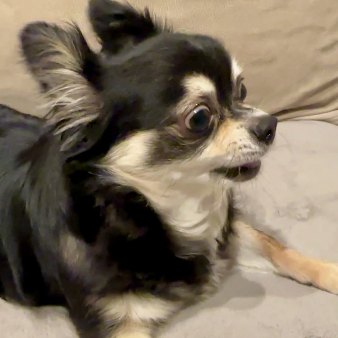 パパがママに負けた瞬間を見た犬。