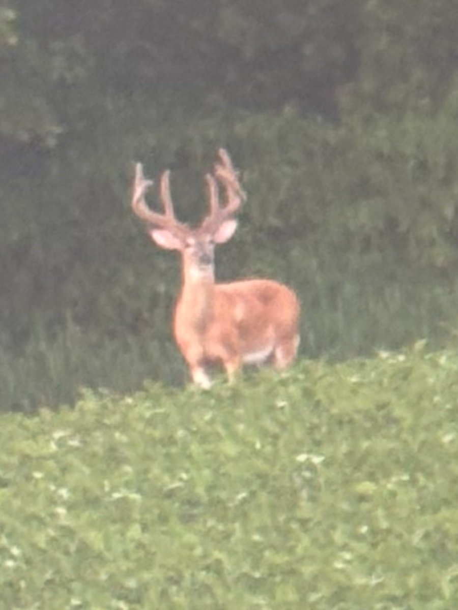 Buckmasters Nation tweet media