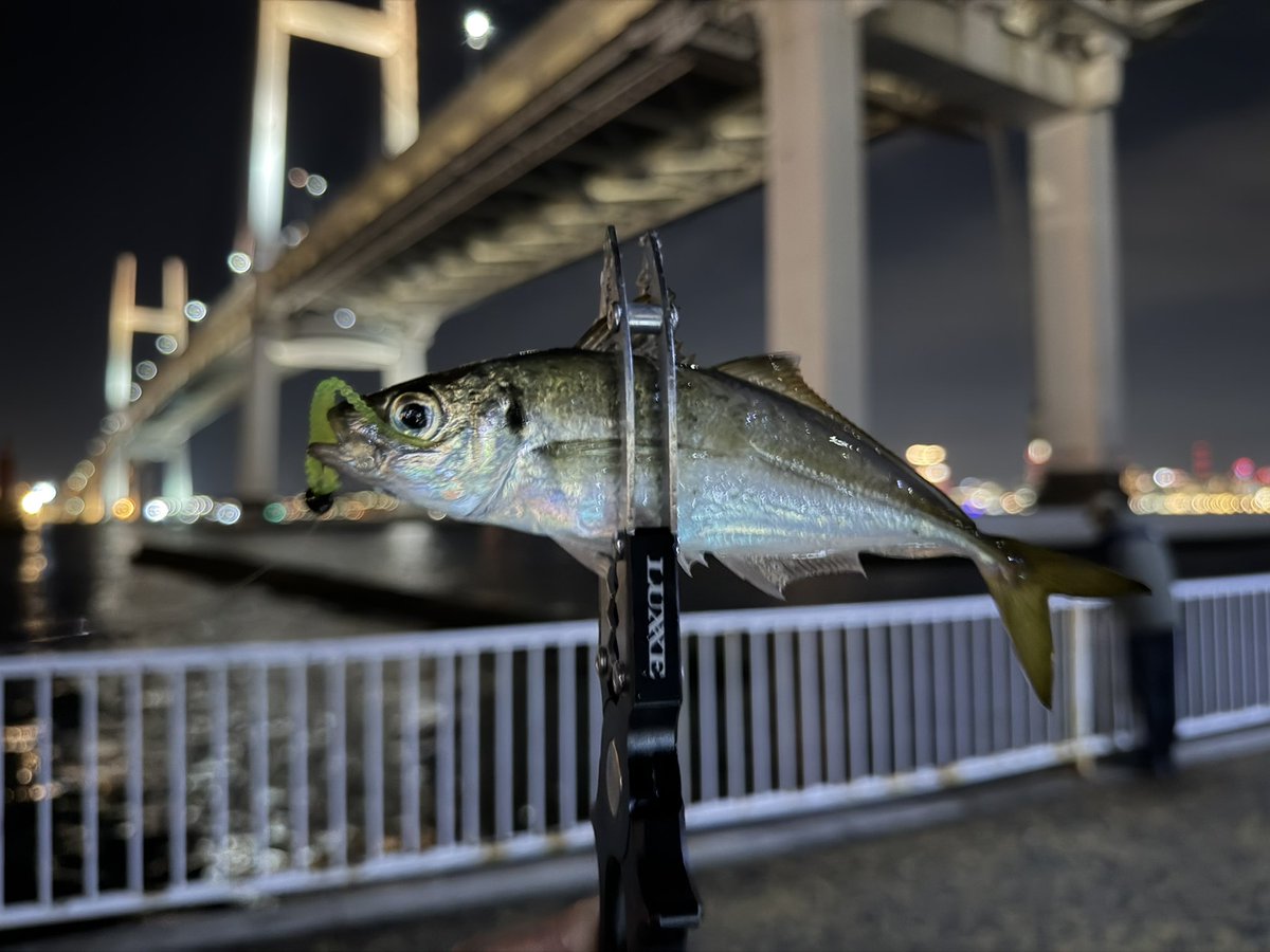 TAKAHONG's tweet photo. 昨夜は東京湾奥アジング。21時〜01時、0.5g〜1.2gジグ単でポツポツ釣れ続く感じ。ギリつ抜け程度でしたが、釣り友さん達との楽しい釣行っしたー。
#アジング
#月下美人
#宵姫
#イグジスト https://t.co/7YA6ixKUkR