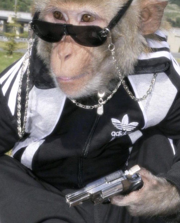 monkeyincrisis's tweet photo. https://t.co/KTryybNmQ5