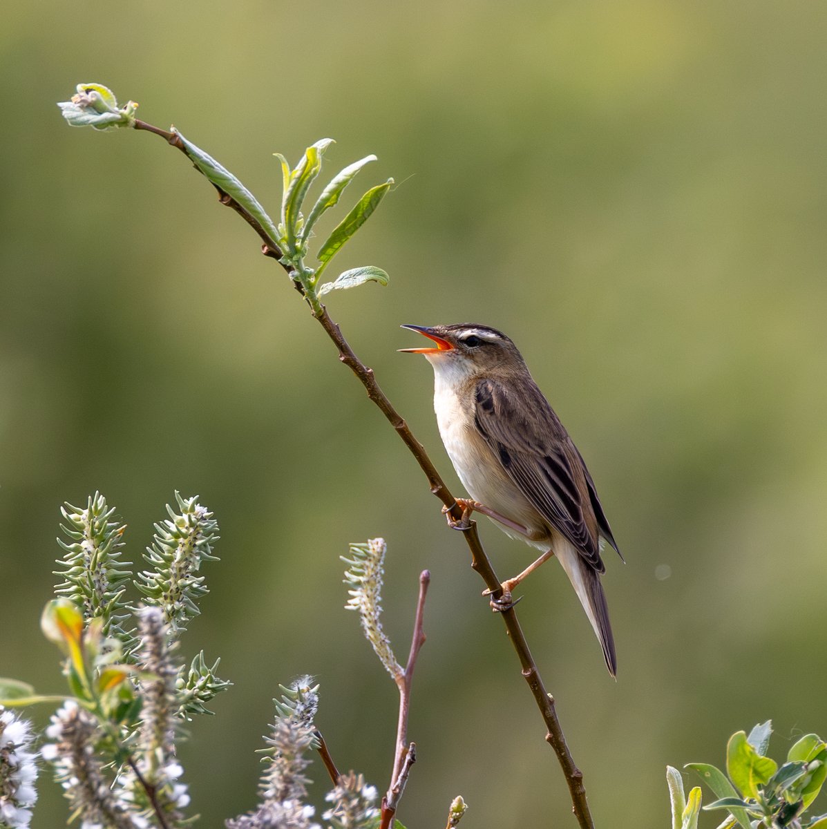 kevinduell1's tweet photo. Sedge Warbler. Tealham Moor. https://t.co/dcv5y4rlNr